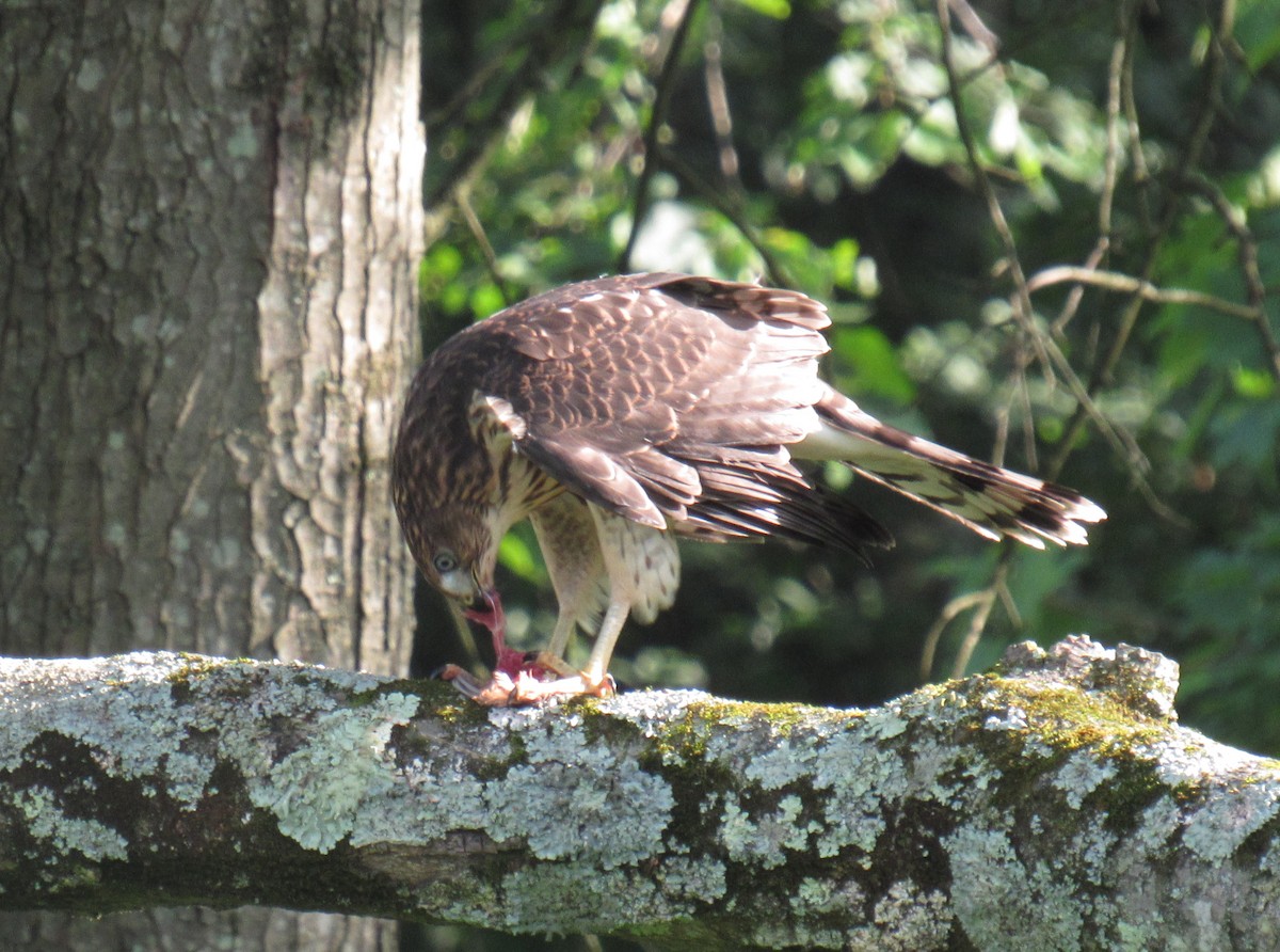 Cooper's Hawk - Joshua  Eastlake