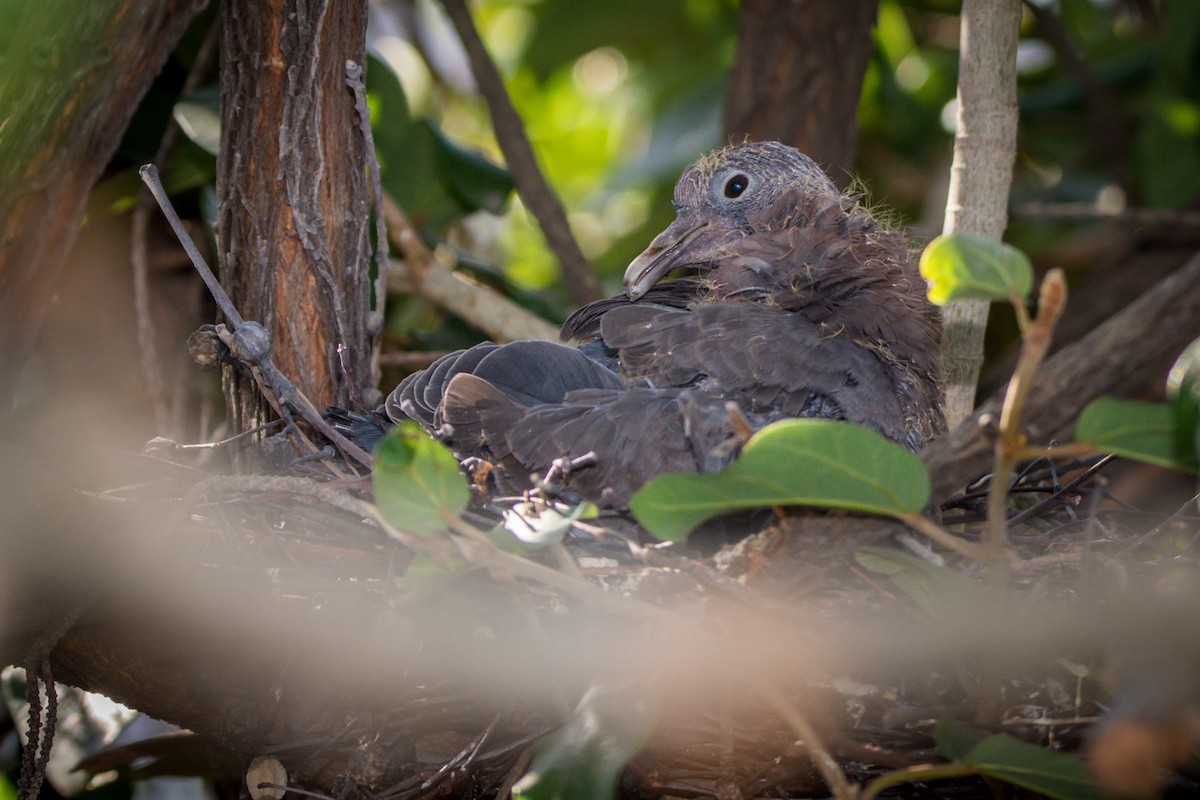 Picazuro Pigeon - ML354697521