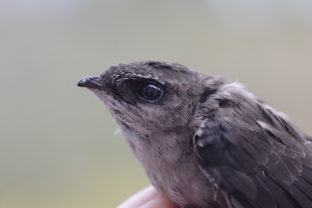 Chimney Swift - ML35469761