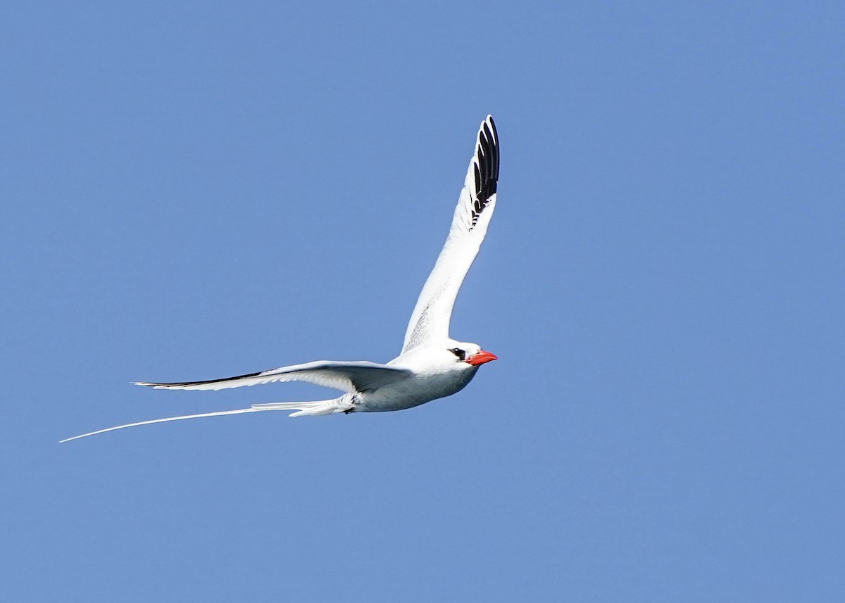 Red-billed Tropicbird - ML354698181