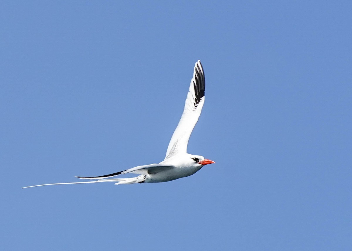 Red-billed Tropicbird - ML354698351