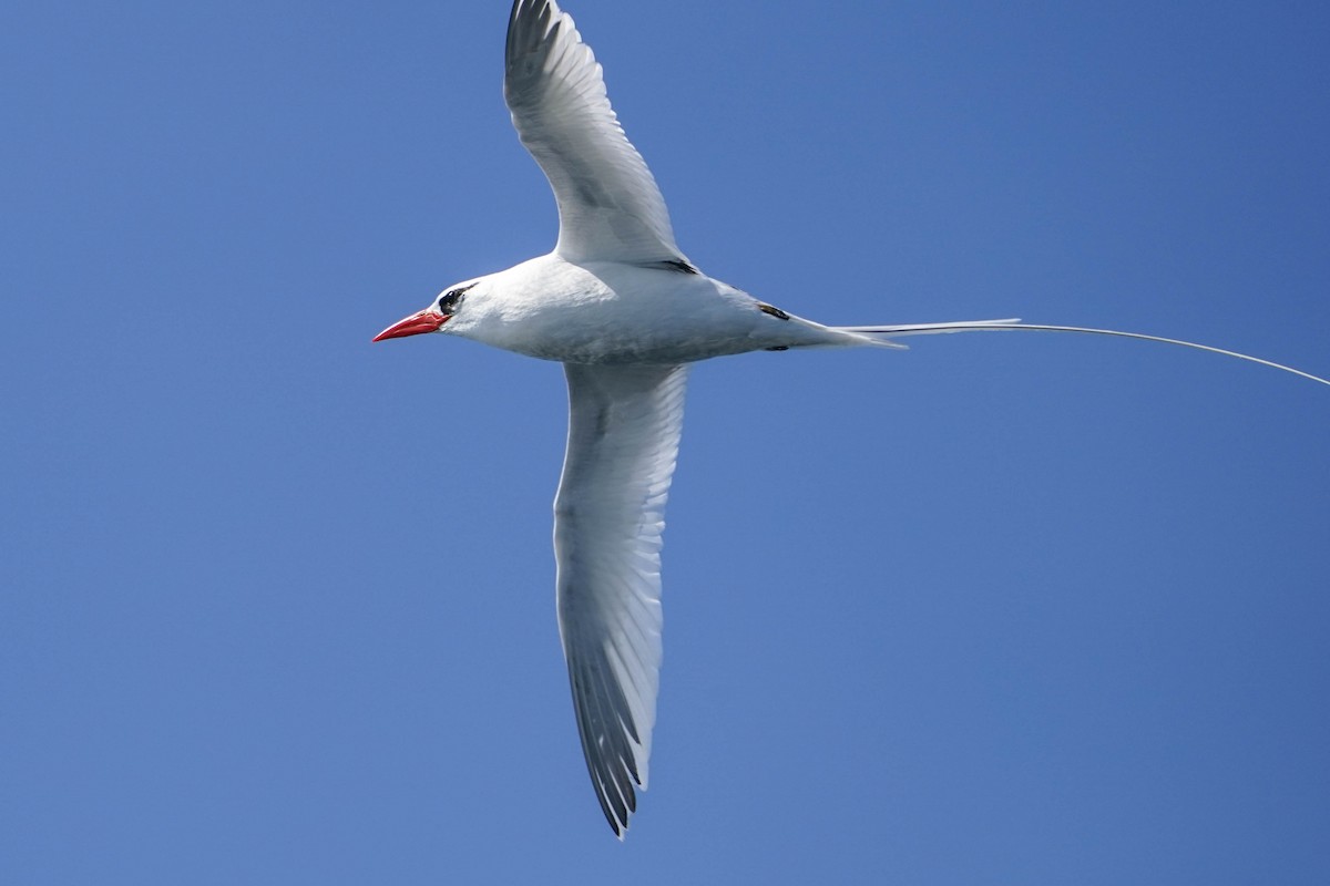 Red-billed Tropicbird - Susan Wrisley