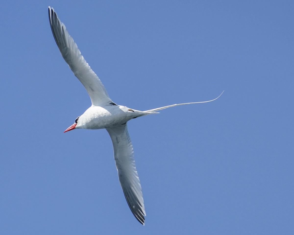 Red-billed Tropicbird - ML354698391