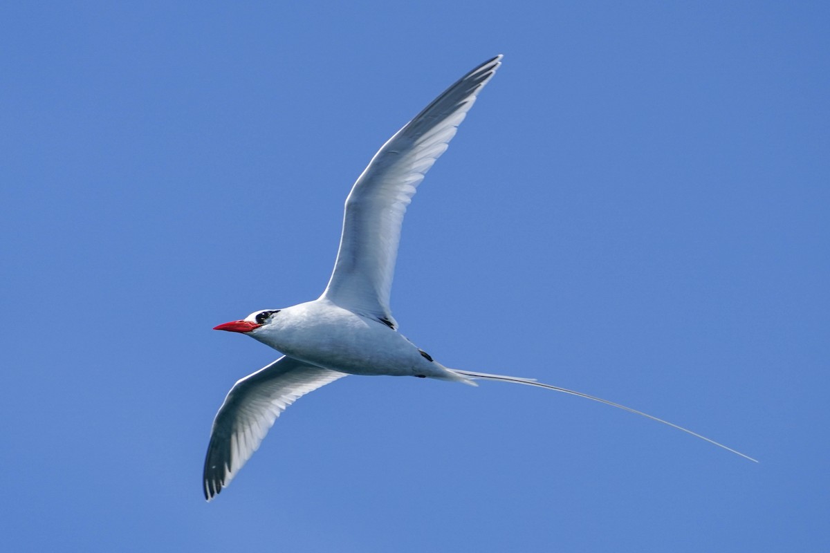 Red-billed Tropicbird - ML354698401