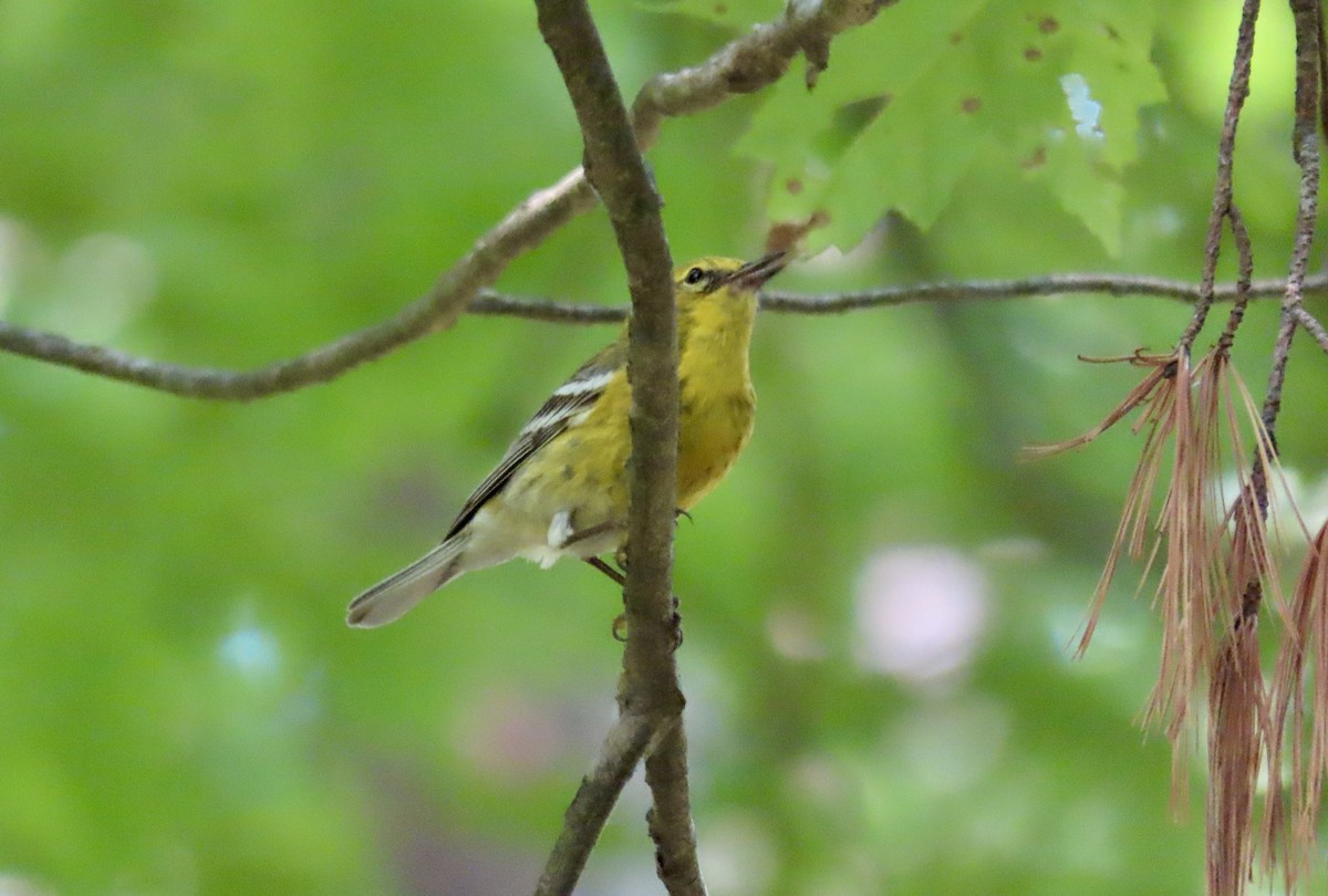 Pine Warbler - Kisa Weeman