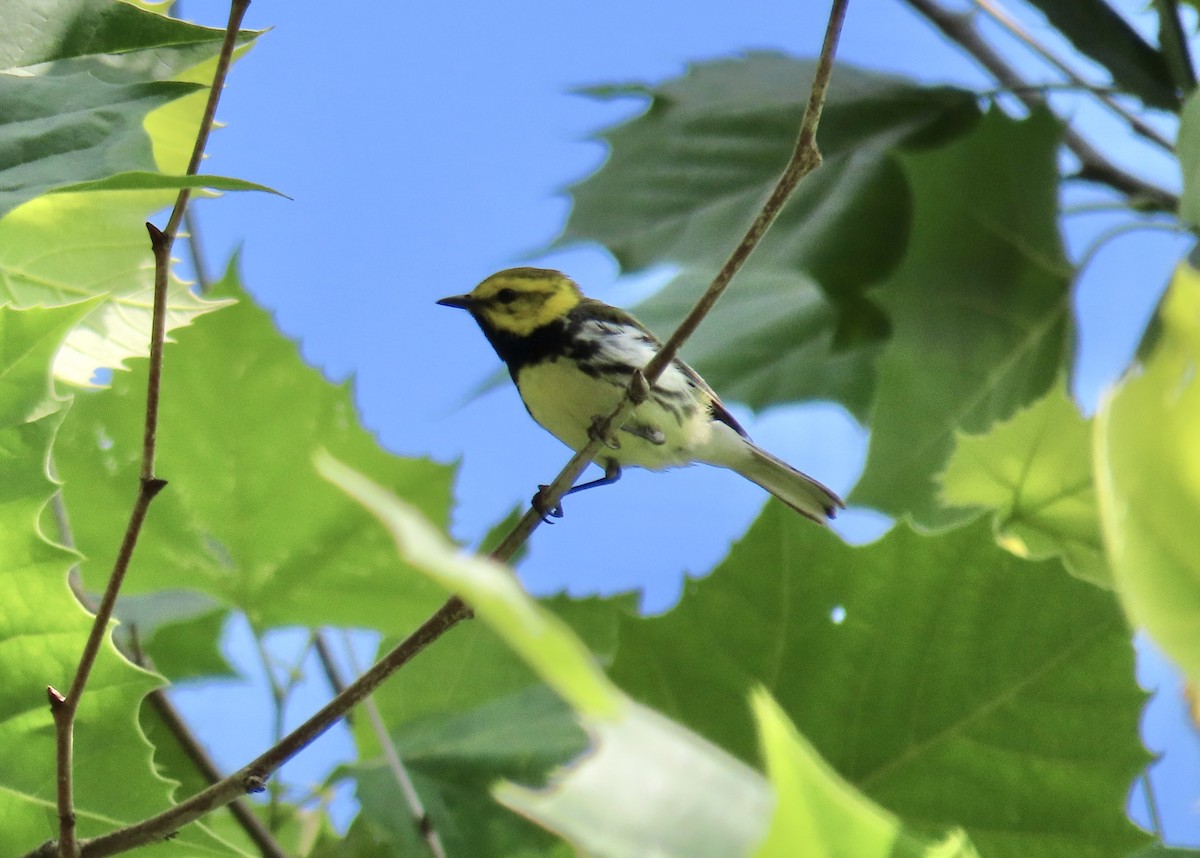 Black-throated Green Warbler - ML354698931