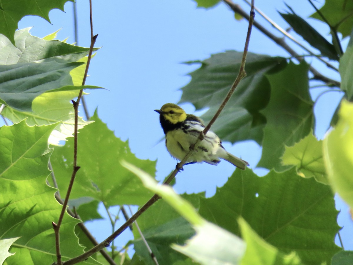 Black-throated Green Warbler - ML354698941