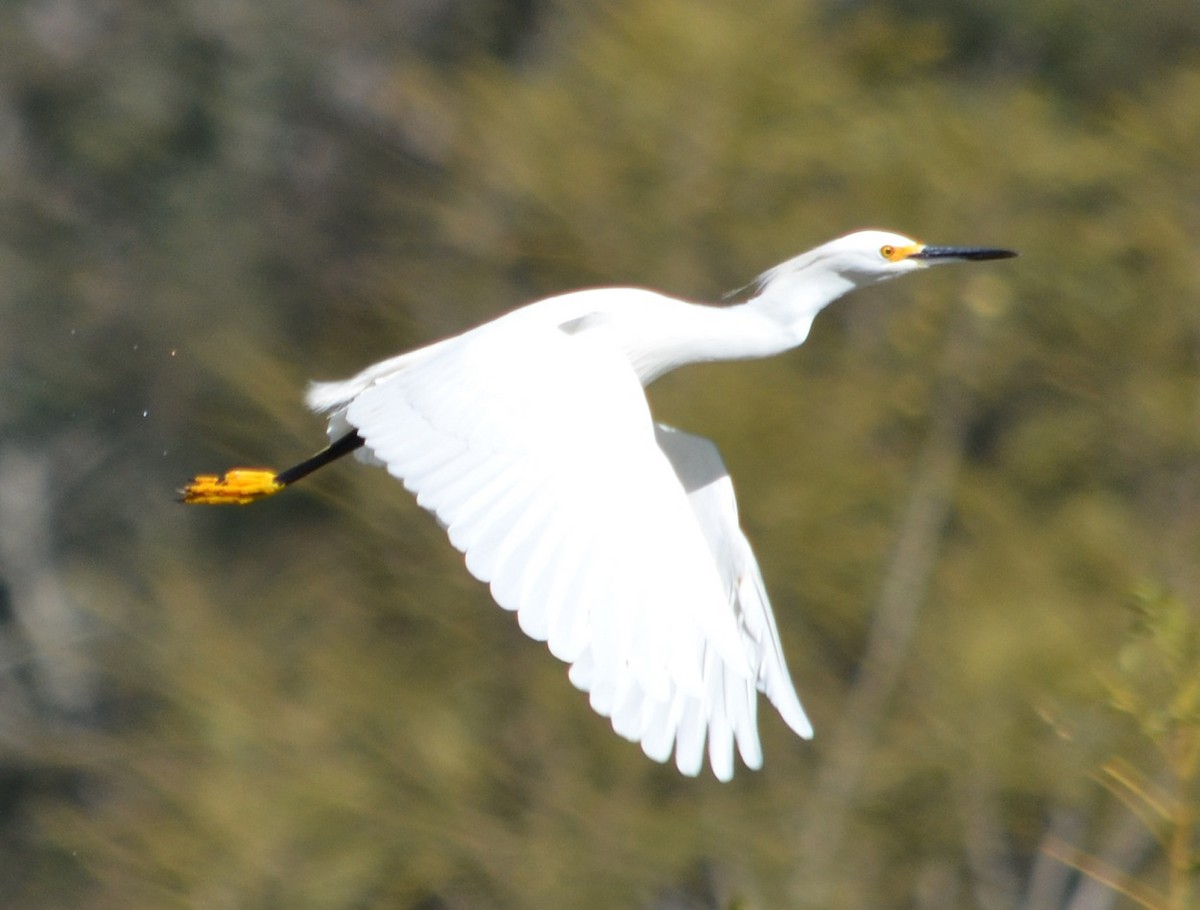 Snowy Egret - ML354700131