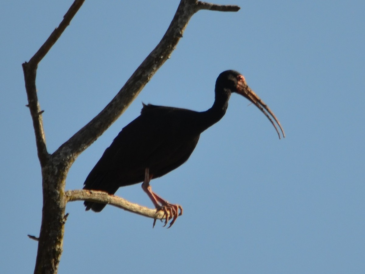ibis tmavý - ML354700161