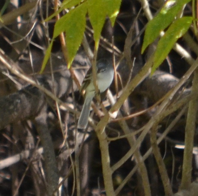 White-crested/Straneck's Tyrannulet - ML354700181