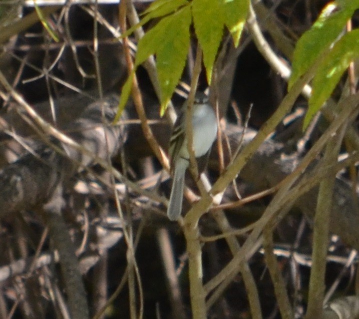 White-crested/Straneck's Tyrannulet - ML354700211