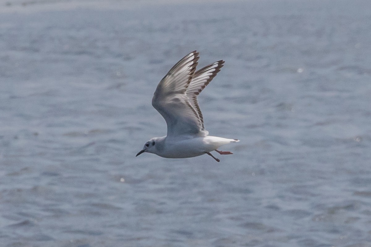 Bonaparte's Gull - Jodi Boe