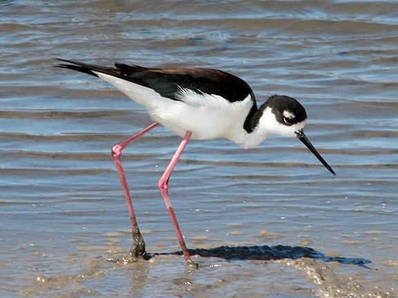 Black-necked Stilt - Tim Avery