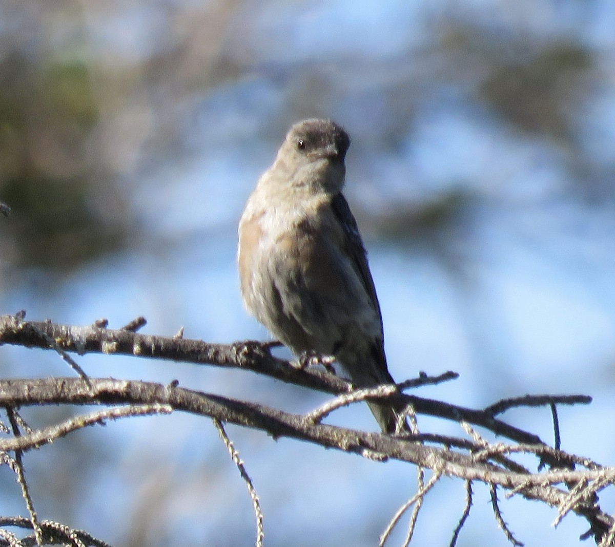 Western Bluebird - ML354702641