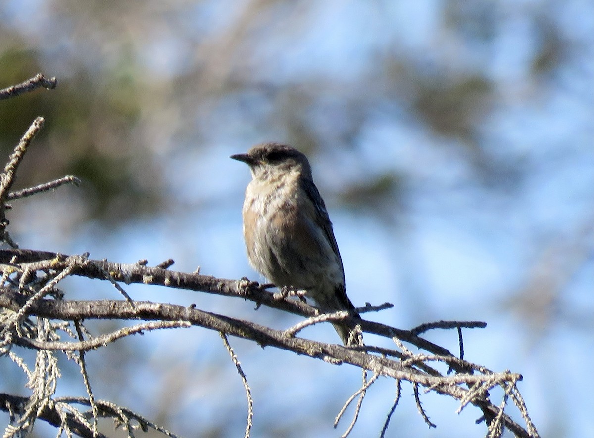Western Bluebird - ML354702651