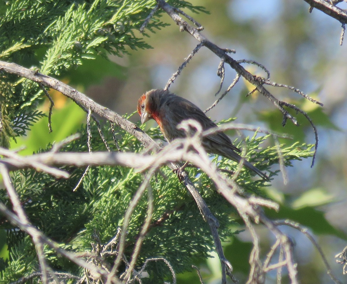 House Finch - ML354702781