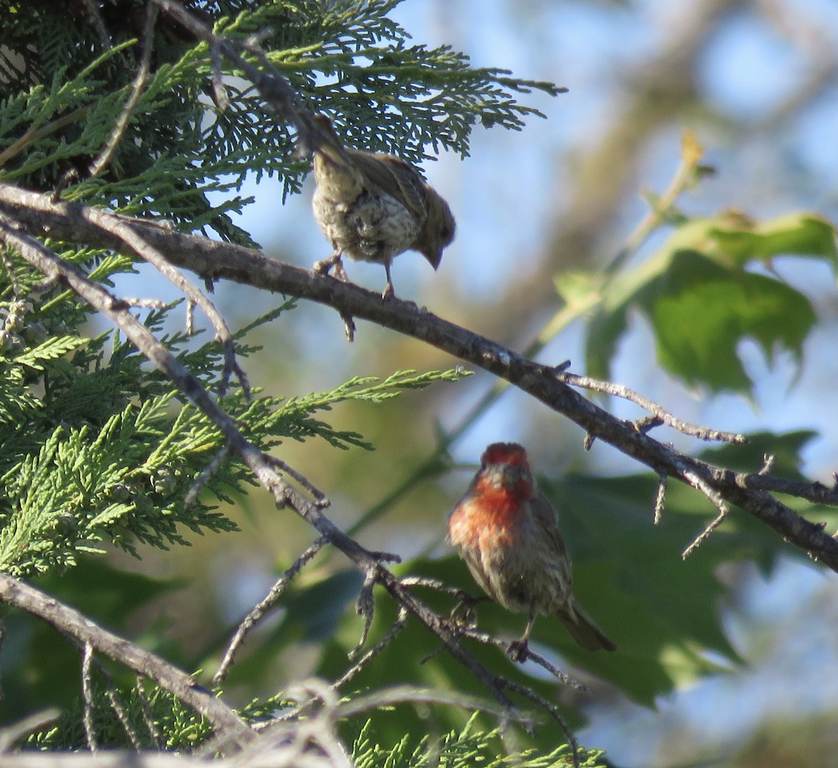 House Finch - ML354702791