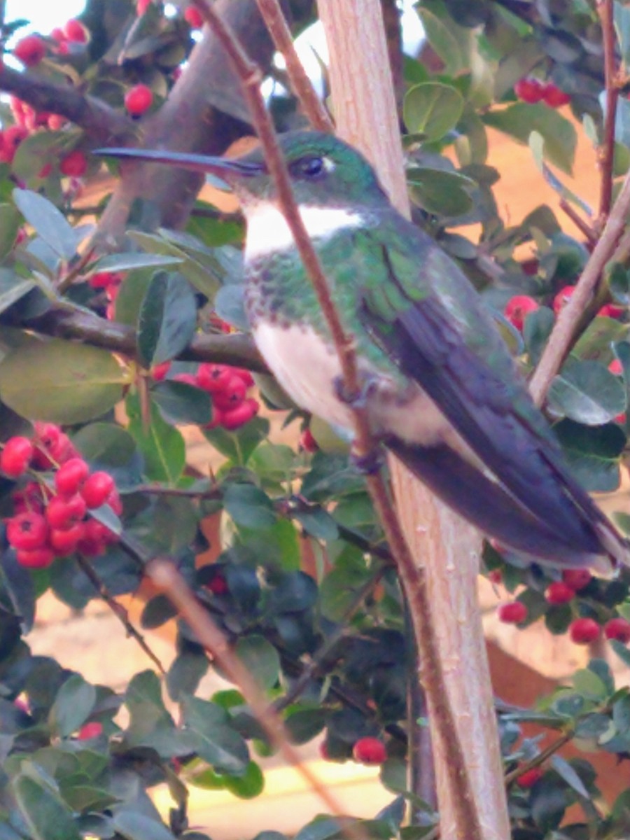 White-throated Hummingbird - ML354704701