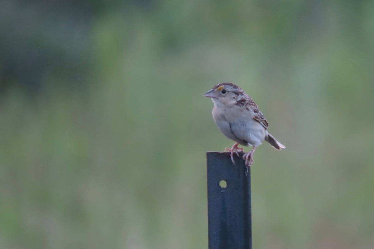 Grasshopper Sparrow - ML354705251