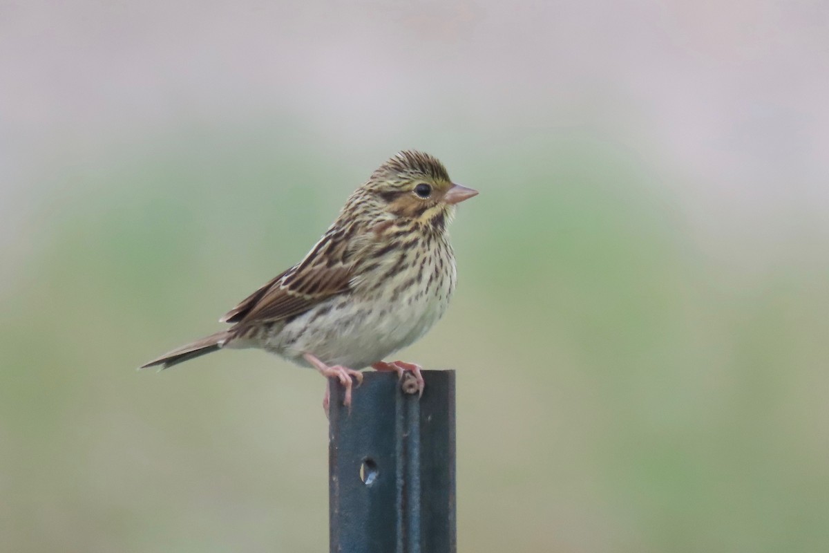 Savannah Sparrow (Savannah) - ML354705351