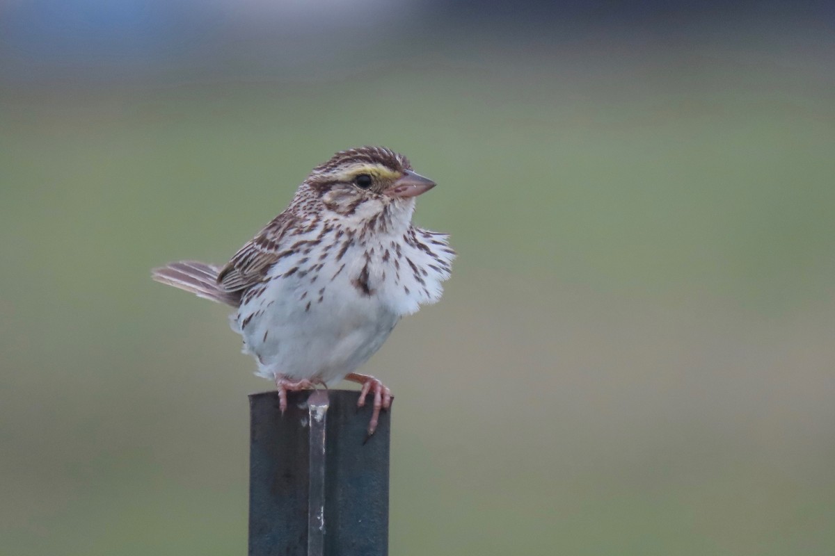 Savannah Sparrow (Savannah) - ML354705361