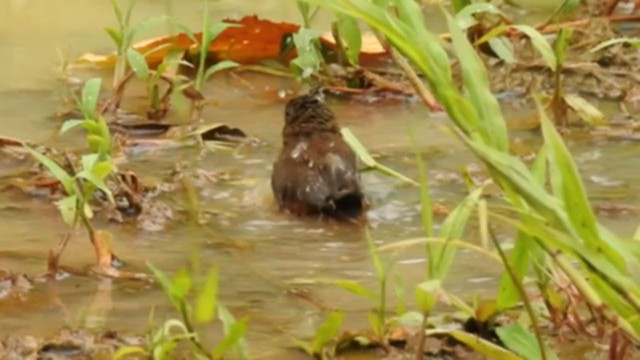 Variable Seedeater - ML354705461