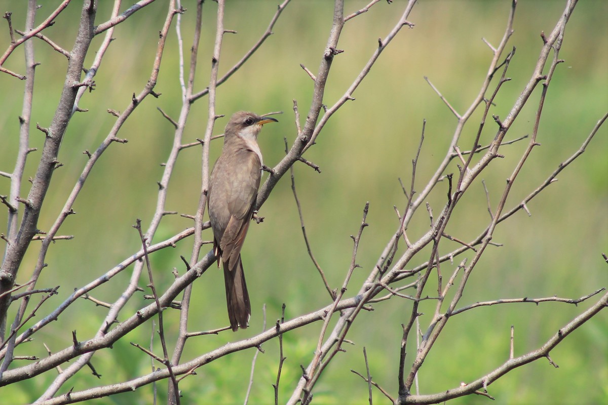 Cuclillo Piquigualdo - ML354705691