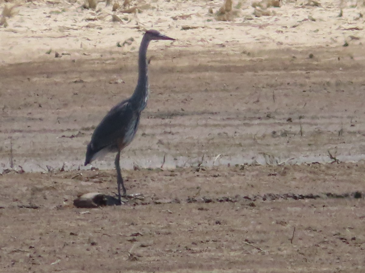 Great Blue Heron - ML354707111