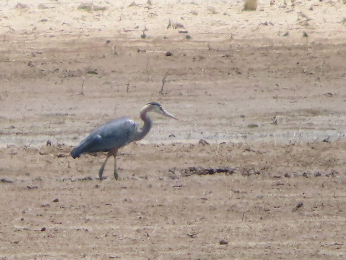 Great Blue Heron - ML354707261