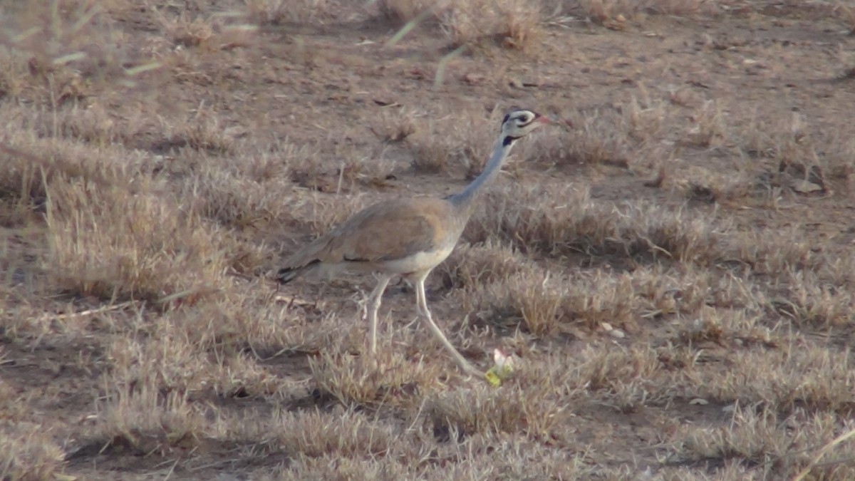 White-bellied Bustard - Christopher Rustay