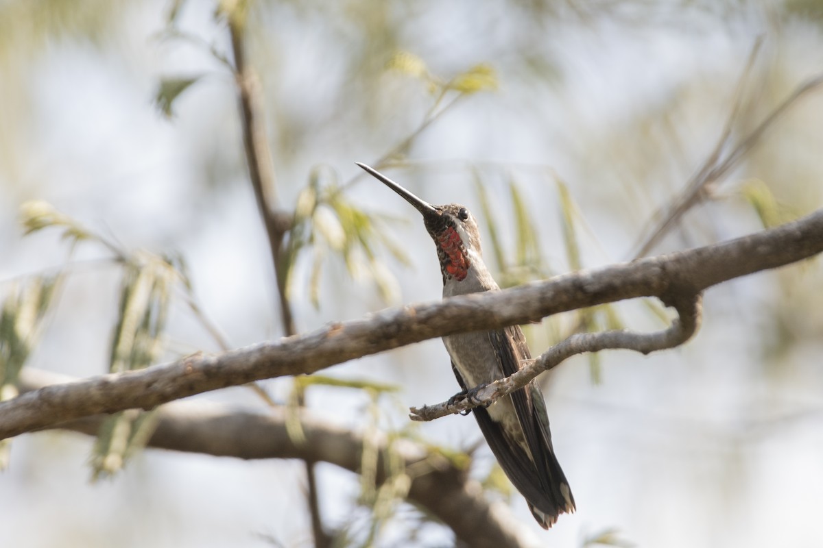 Plain-capped Starthroat - ML354712661