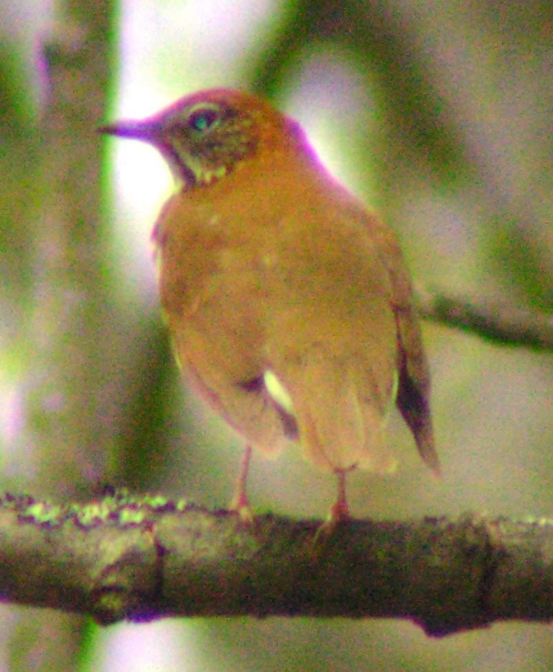 Wood Thrush - ML35471291