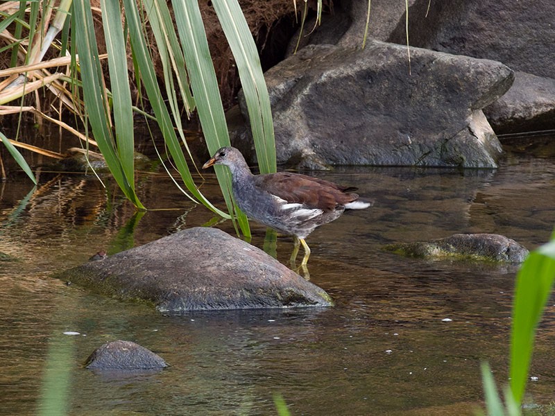 Common Gallinule - ML354715031