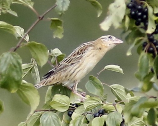 Bobolink - ML35471531