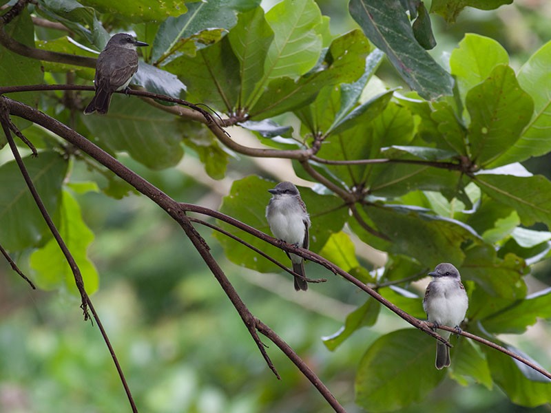 Gray Kingbird - ML354715501