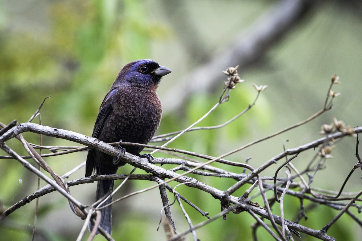 Varied Bunting - ML354715821