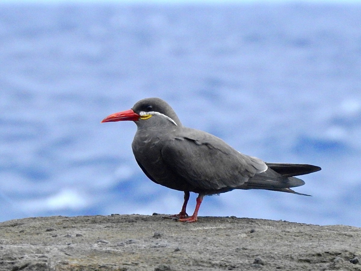 Inca Tern - Michael Young