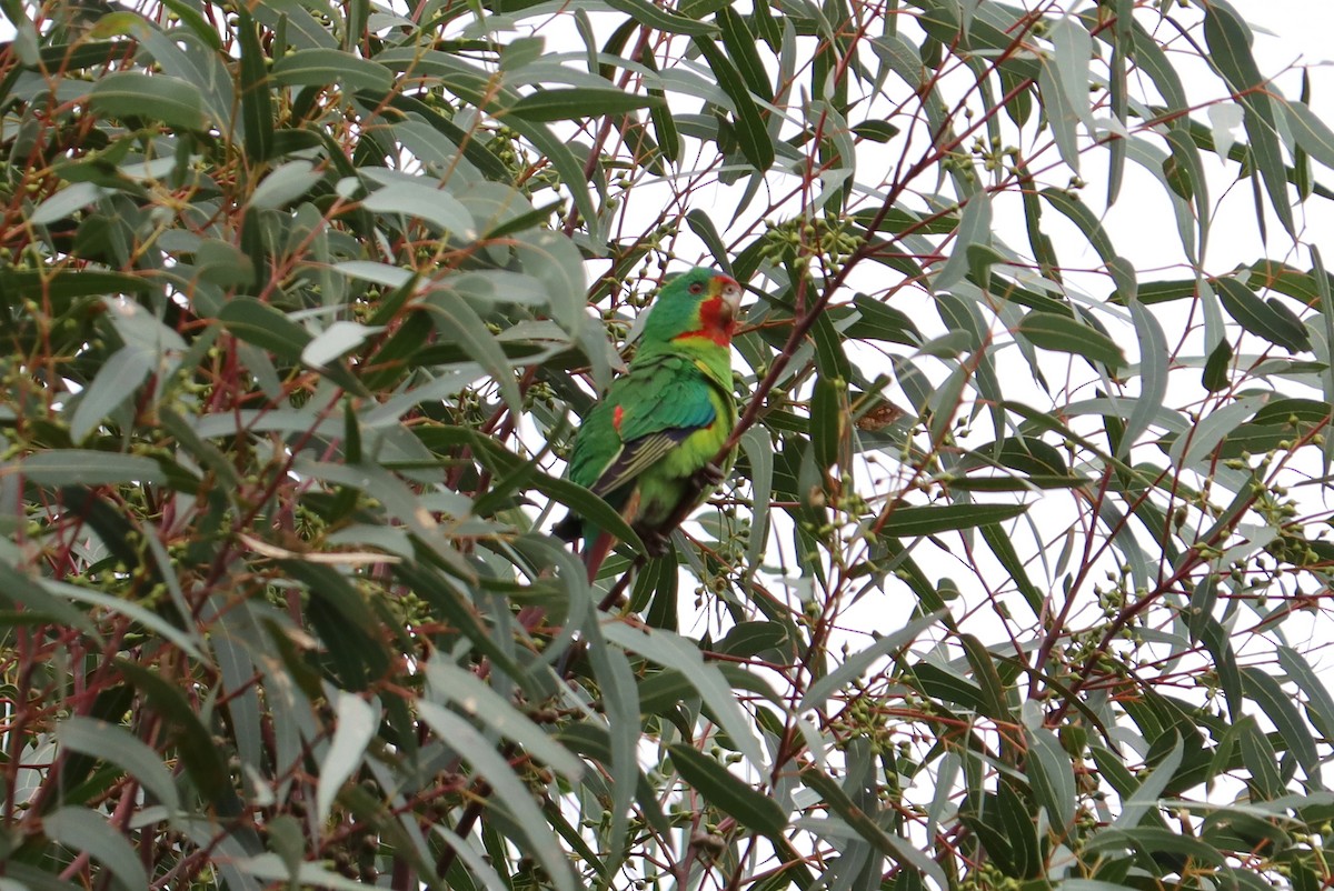 Swift Parrot - ML354718851