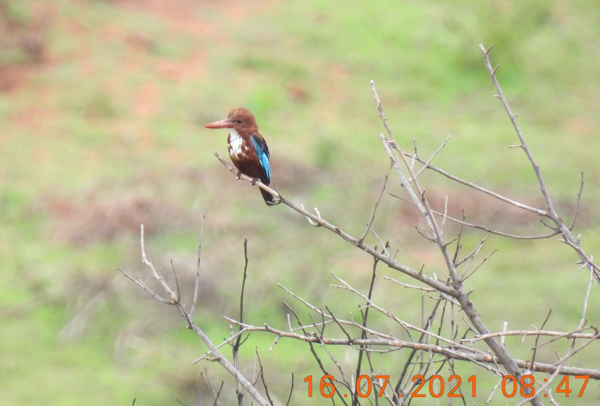 White-throated Kingfisher - ML354719451