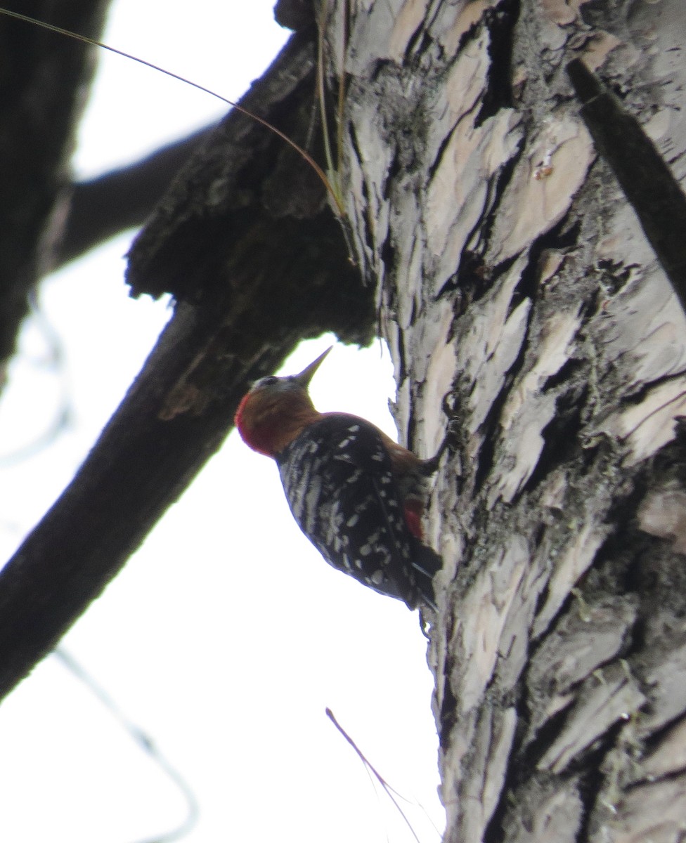 Rufous-bellied Woodpecker - ML354721391