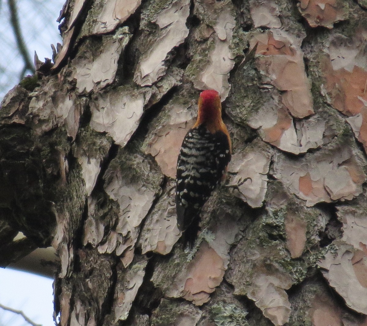 Rufous-bellied Woodpecker - ML354721401