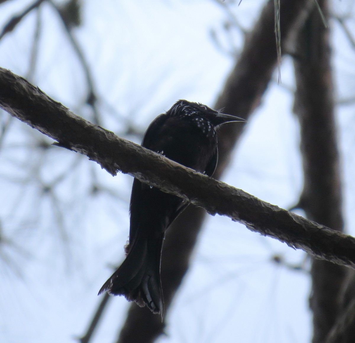 Hair-crested Drongo - ML354721461