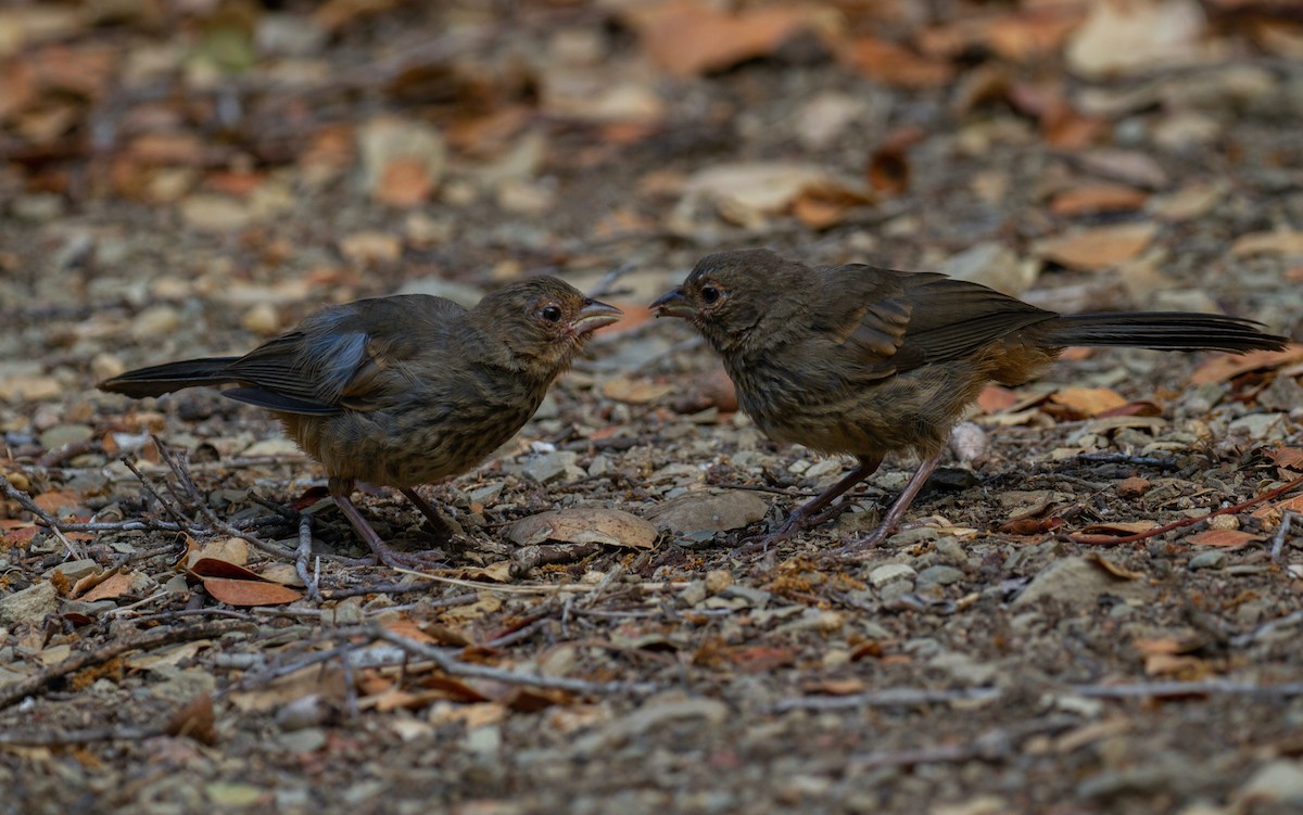 California Towhee - ML354721911