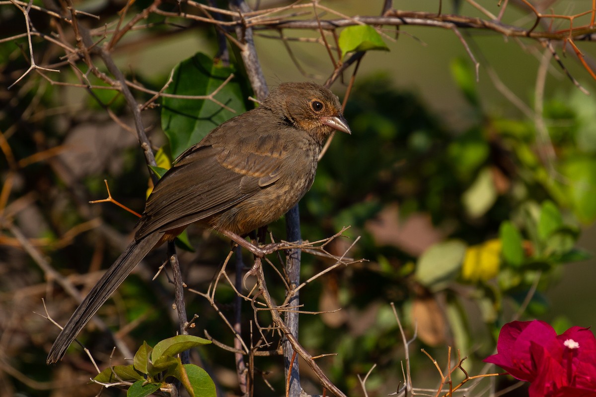 California Towhee - ML354721961