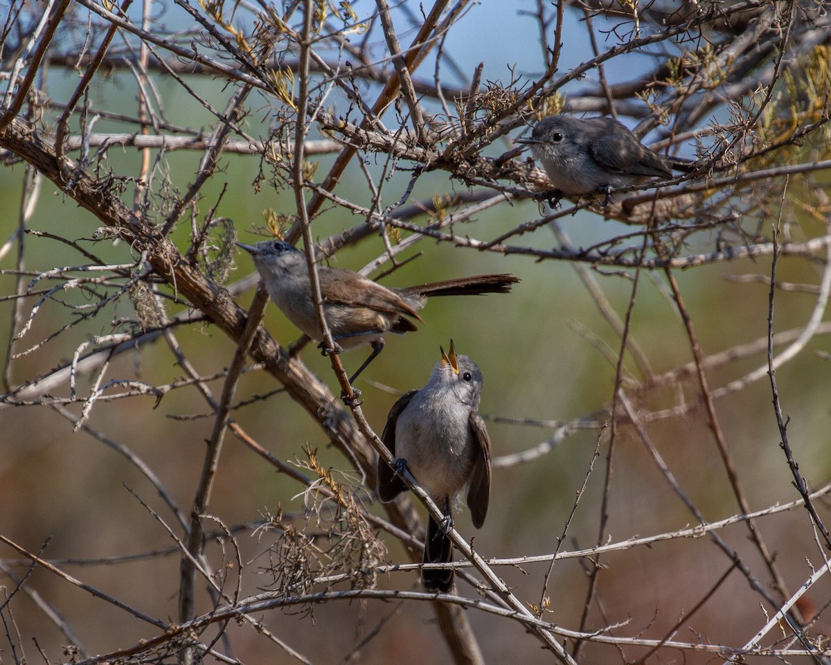 California Gnatcatcher - ML354722071