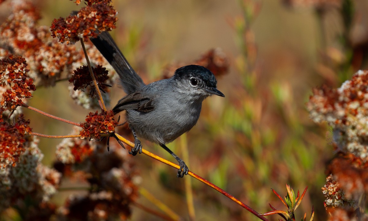 Perlita Californiana - ML354722151