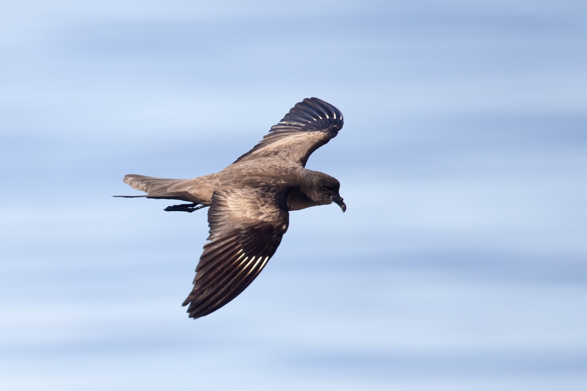 Matsudaira's Storm-Petrel - Yann Muzika