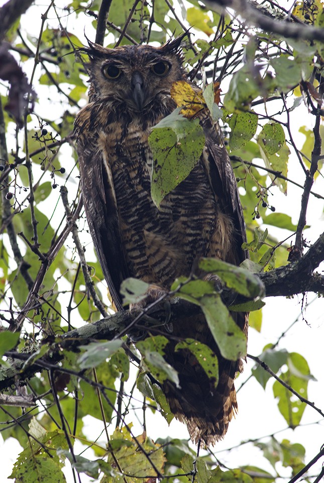 Great Horned Owl - ML35472281