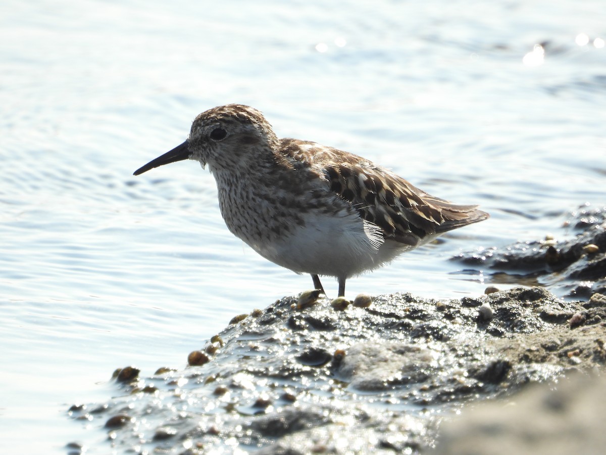 Least Sandpiper - Judy Matsuoka