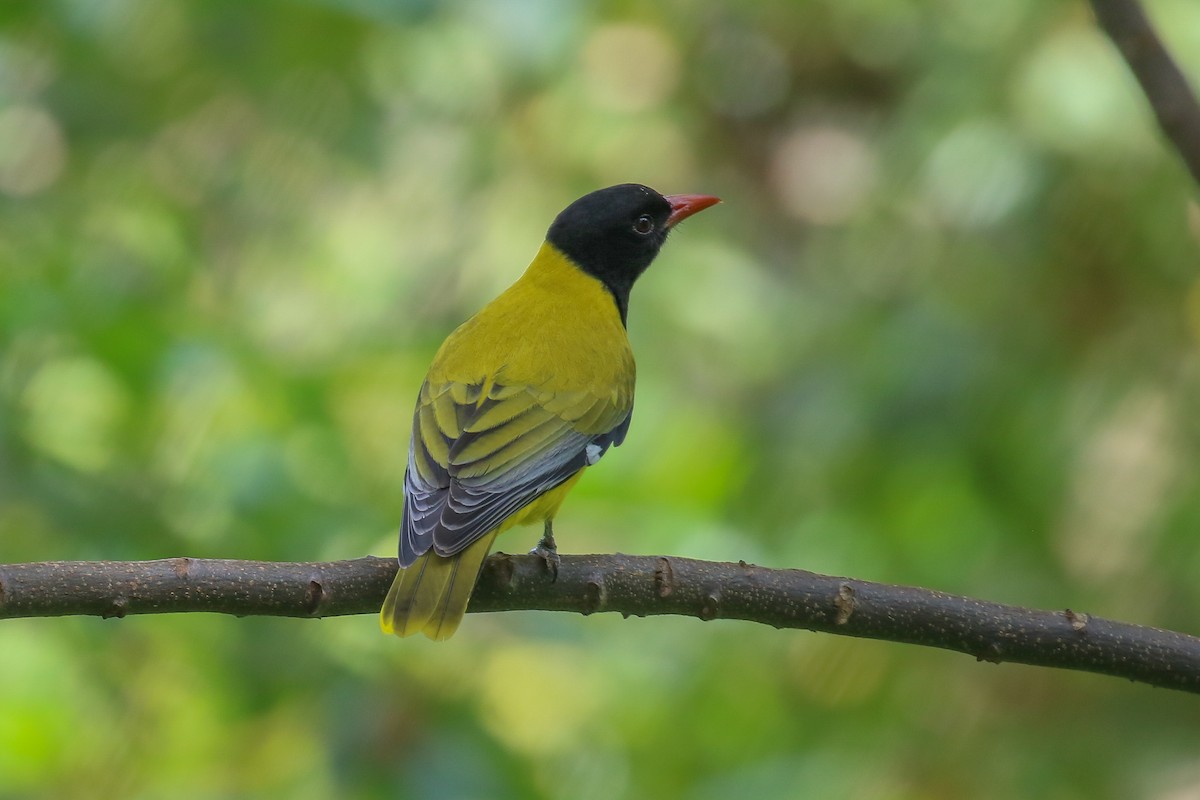 Ethiopian Black-headed Oriole - Fikret Ataşalan